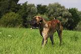 DOGUE ALLEMAND 266